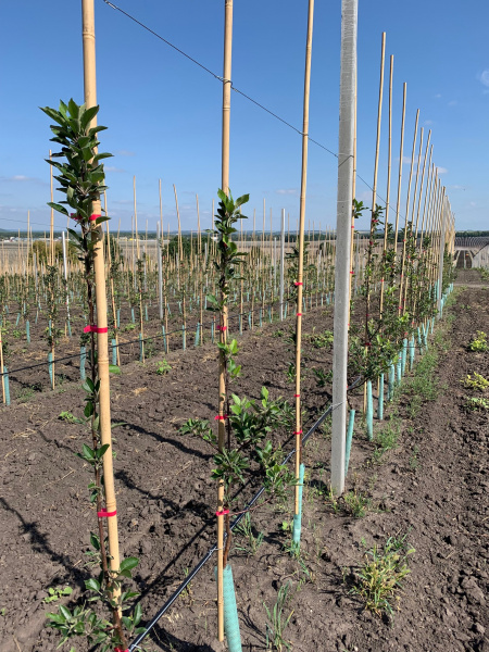 Скоба Стебофикс (для бамбука)